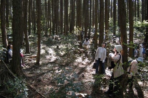 Elder people enoying forest bathing in the artificial cypress stand