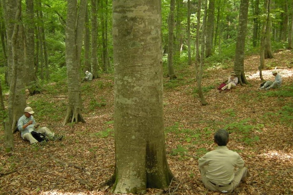 People are resting in the natural beech forest