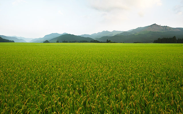 Ears of rice before harvest