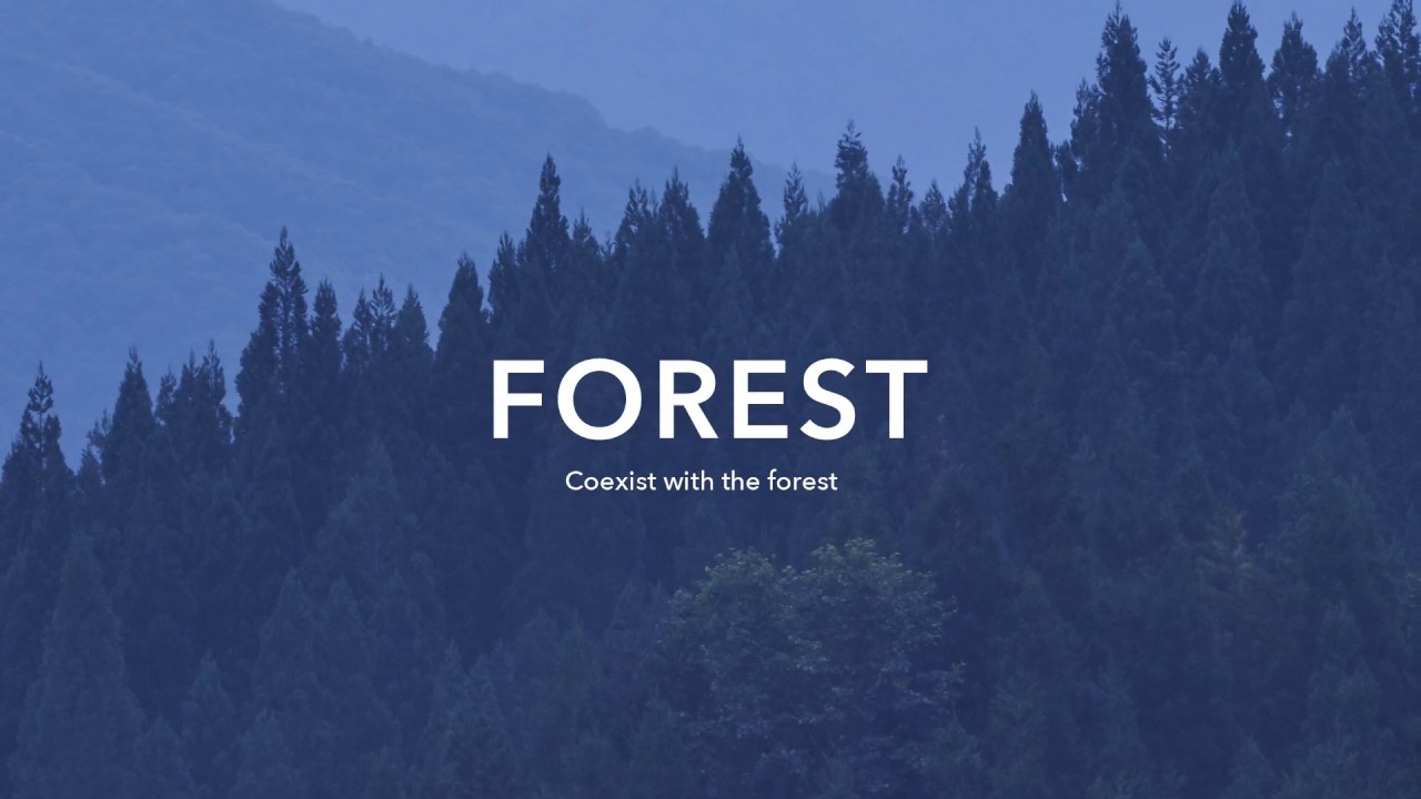 HIDA | Forest - Coexist with the Forest, image linked to HIDA video
