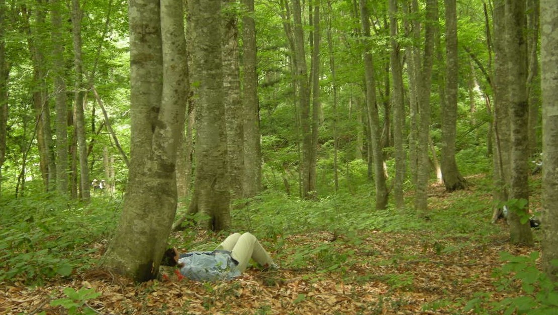 A nurse relaxing in a beech forest