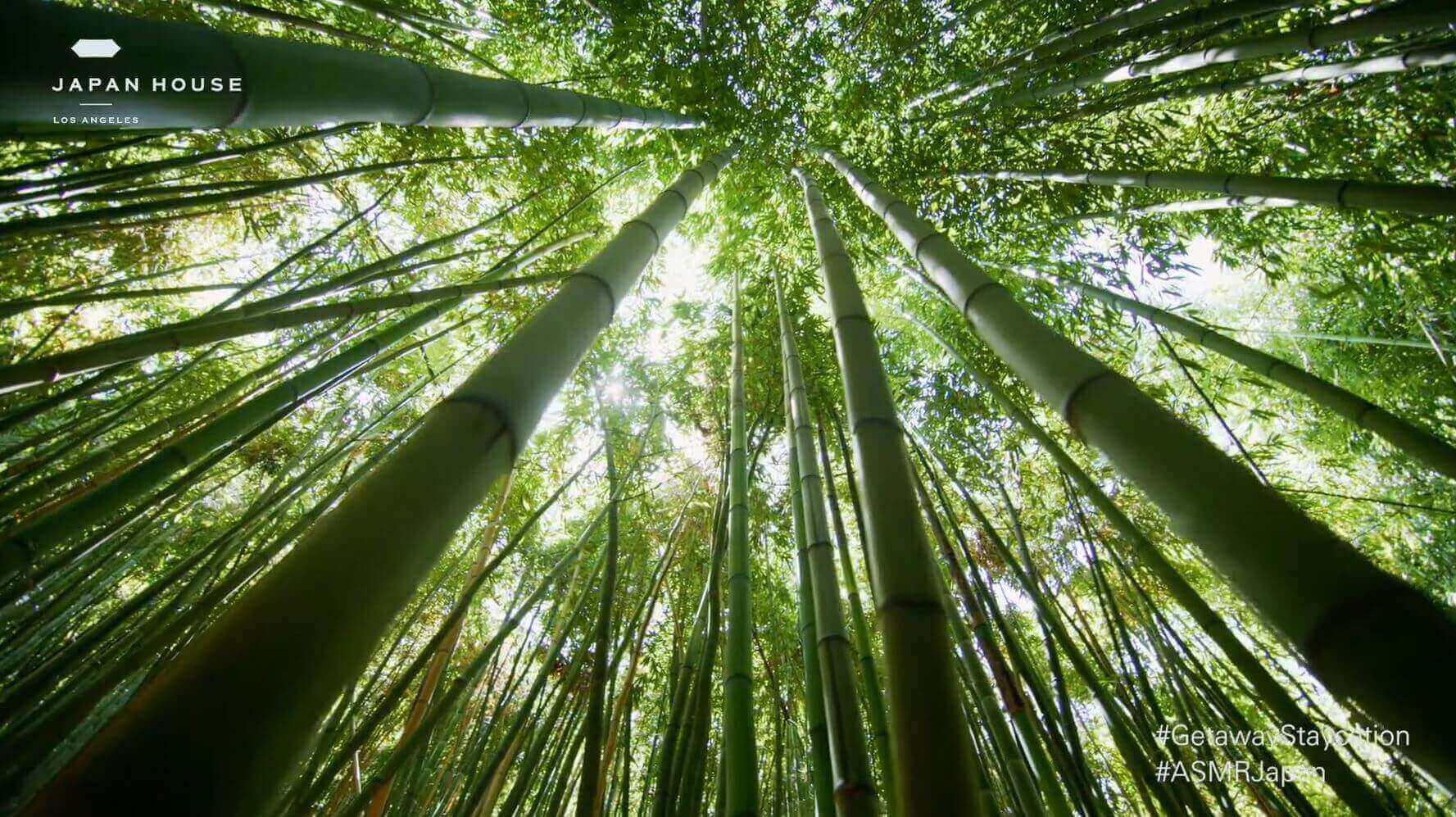 bamboo forest in Arashiyama
