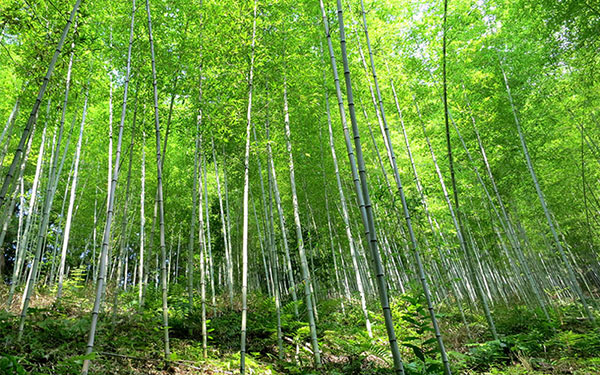 A forest of tiger bamboo