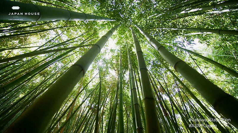 ASMR Bamboo Forest