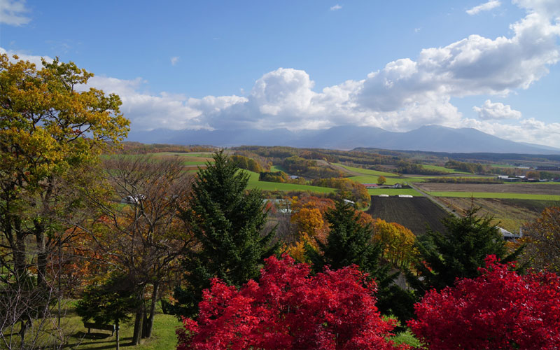 Autumn landscape with red trees in Hokkaido, Japan