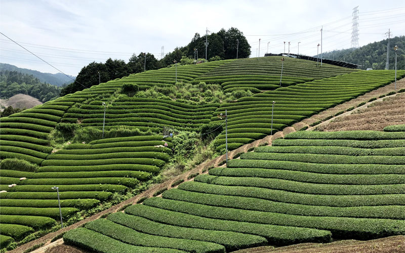 A green tea farm