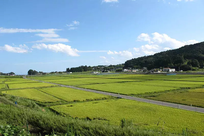 Rice Lecture & Tasting | National Agricultural Research Organization of Japan (NARO)