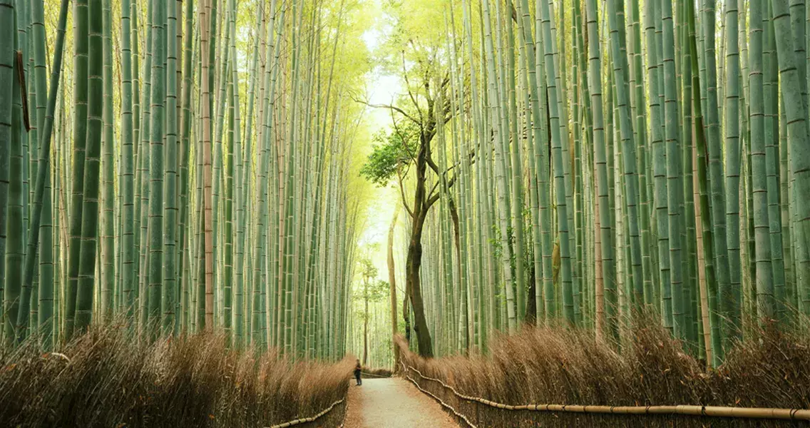 A scenic image of a bamboo forest.