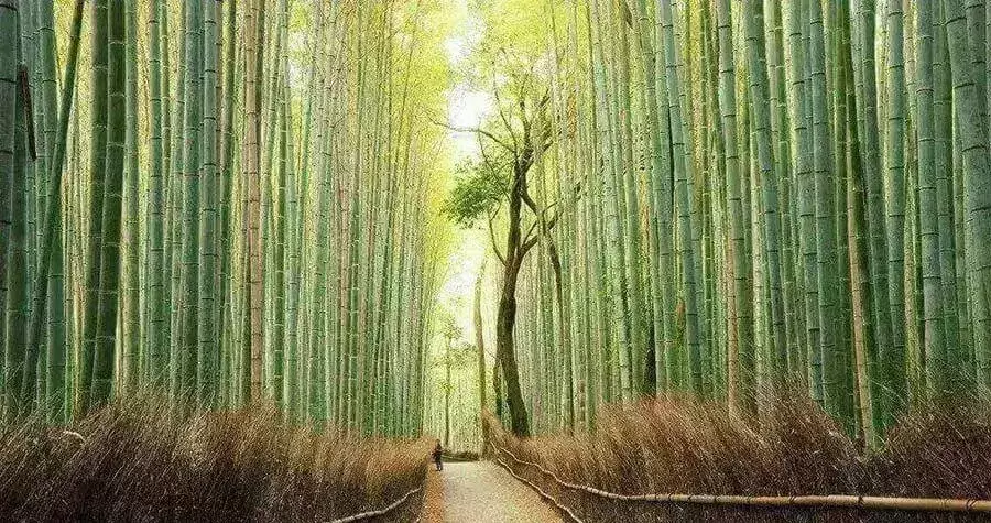 bamboo scene
