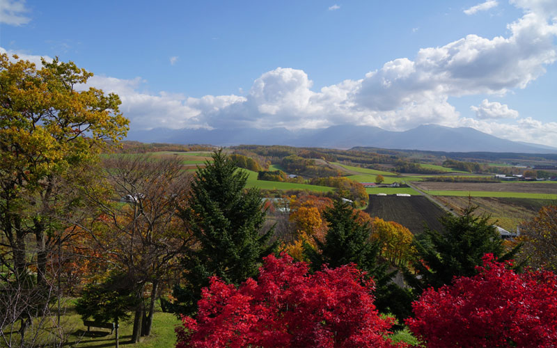 Vibrant autumn landscape in Hokkaido with red maple trees and forested mountains.