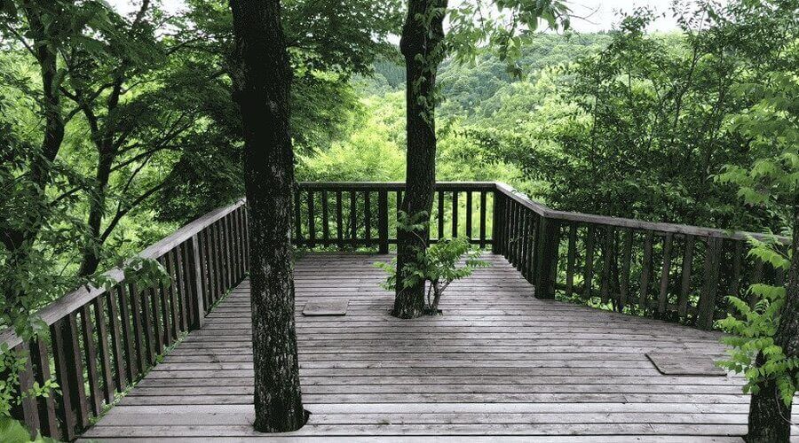 A wooden deck built around trees in a lush green forest, offering a serene view of nature. 