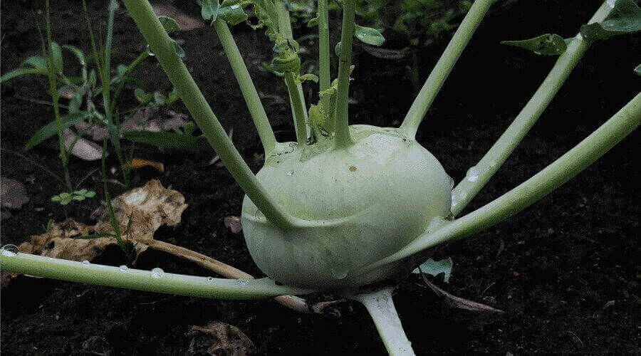 Fresh green kohlrabi plant growing in garden soil with visible roots and leaves.