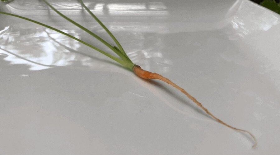 Close-up of a small, slender carrot with green leafy tops on a white background.