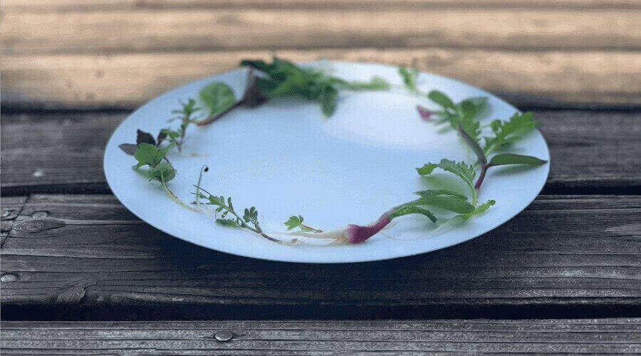 A white plate arranged with fresh green herbs and a radish on a rustic wooden surface.