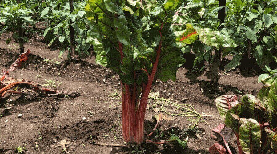 Red-stemmed Swiss chard plant growing in a garden with other green plants and soil visible. 