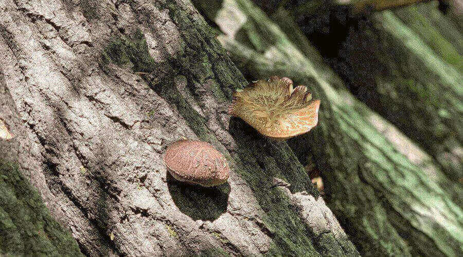 Two Dryad's Saddle mushrooms growing on a tree trunk in a forest