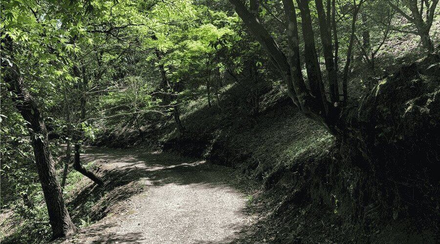 Sunlit forest path winding through trees and shaded slopes, ideal for hiking or nature walks.