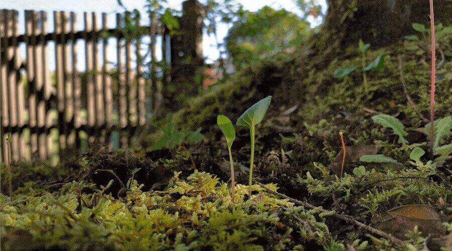 Seedlings emerge from lush green moss near a rustic wooden fence in a natural setting.